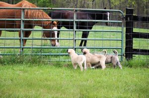 Horses and Puppies