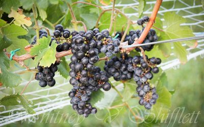 We’re Now Harvesting Merlot!