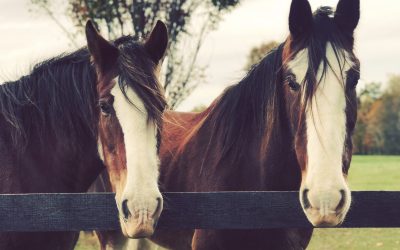 Meet the Clydesdales
