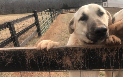 Friendly Faces on the Farm