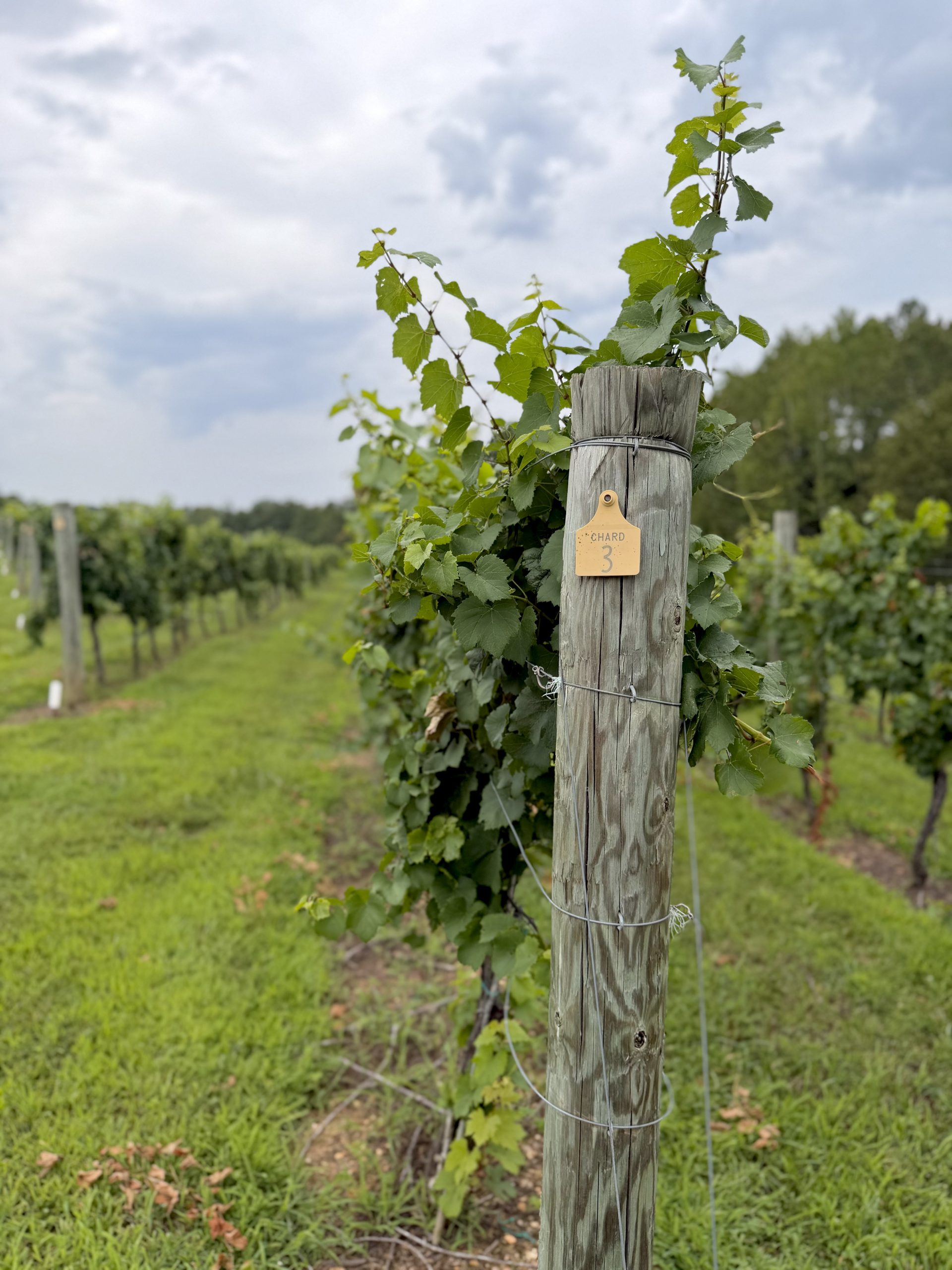 Tasting Room